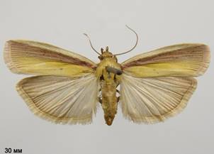 O.semirubella_3