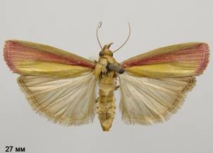 O.semirubella_4