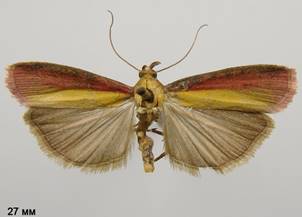 O.semirubella_5