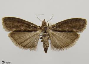 O.betulae