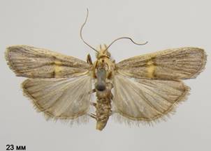 O.transversella_1