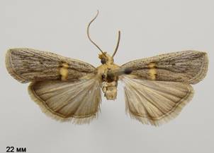 O.transversella_2