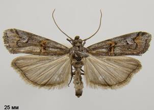 P.palumbella