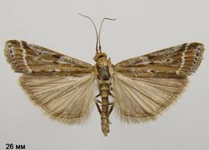 P.ornatella_1