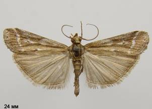P.ornatella_2