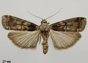 P.meliella_1