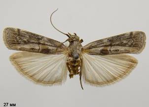 P.poteriella
