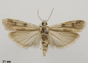 P.binaevella_1