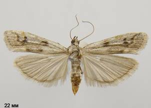 P.binaevella_3