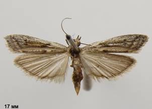 P.saxicola_338