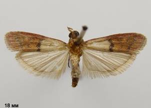 P.interpunctella_1