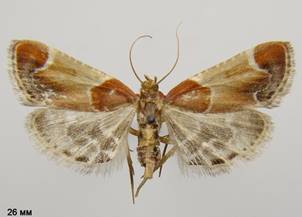 P.farinalis_3