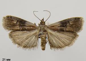 R.formosa