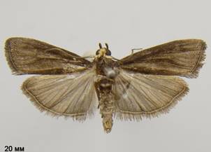 S.albicilla