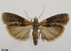 S.adelphella_2
