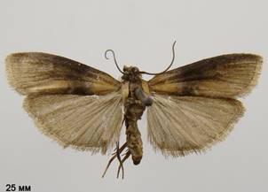S.fumella_1