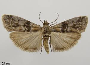 S.hostilis