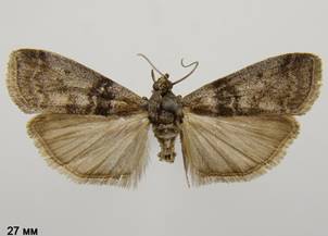 S.rhenella