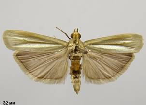 S.argyrella_1