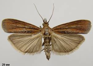 S.spadicella_169