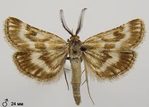 S.moldavica_1