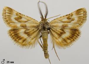 S.moldavica_2