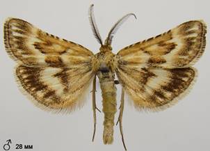 S.moldavica_3