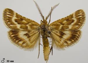 S.moldavica_5