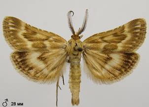 S.moldavica_6