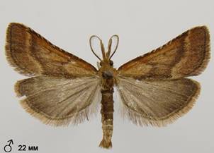 S.punctalis_1