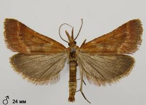 S.punctalis_2