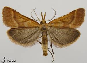 S.punctalis_3