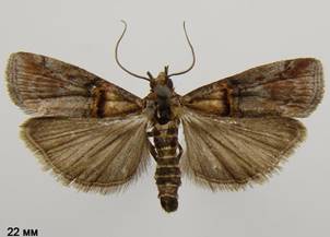 T.cristella