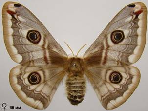 S.pavonia_1