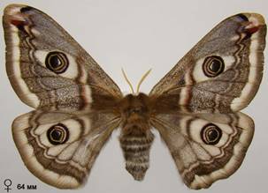 S.pavonia_4