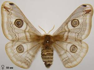 S.pavonia_3