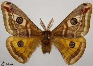 S.pavonia_7