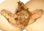 S.pavonia_7_val
