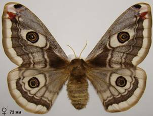 S.pavoniella_1
