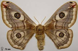 S.pavoniella_2