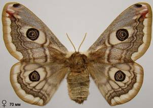 S.pavoniella_3