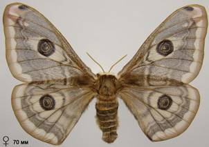 S.pavoniella_4