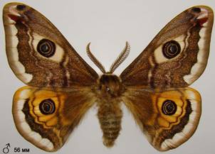 S.pavoniella_5