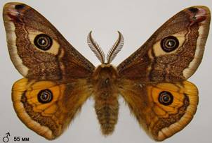 S.pavoniella_6