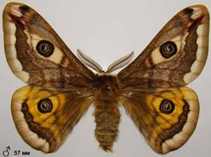 S.pavoniella_7