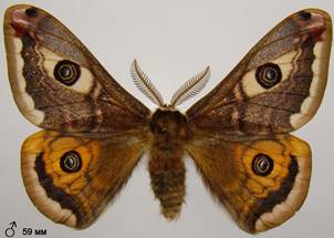 S.pavoniella_12