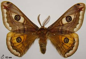 S.pavoniella_9
