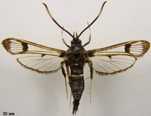 S.spheciformis