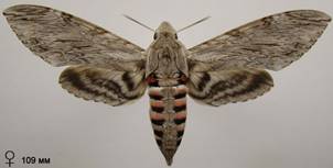 A.convolvuli_6