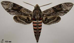 A.convolvuli_14
